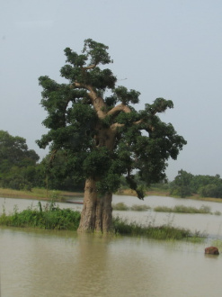02 Baboab Sous Eau